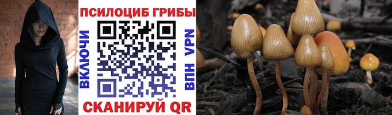 Псилоцибиновые грибы Psilocybe Каменск-Шахтинский